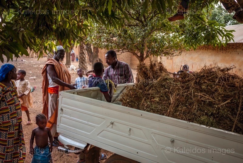 Africa;Benin;Hay;Kaleidos;Kaleidos images;La parole à l'image;Lorries;Lorry;Man;Men;Tarek Charara;Trees;Trucks