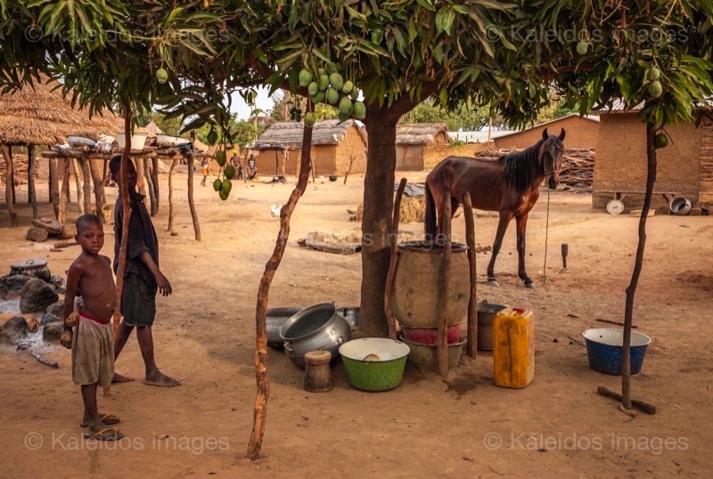 Africa;Benin;Horses;Kaleidos;Kaleidos images;La parole à l'image;Tarek Charara;Pehonko;Dongola
