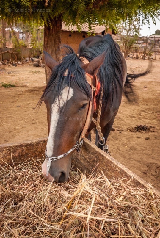 Africa;Benin;Danda;Horses;Kaleidos;Kaleidos images;La parole à l'image;Tarek Charara;Pehonko;Dongola