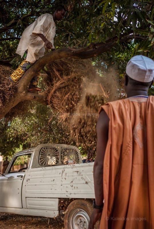 Africa;Benin;Hay;Kaleidos;Kaleidos images;La parole à l'image;Lorries;Lorry;Man;Men;Tarek Charara;Trees;Trucks