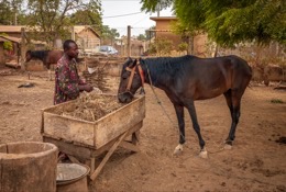 Africa;Benin;Danda;Horses;Kaleidos;Kaleidos-images;La-parole-à-limage;Moussa-Atta;Tarek-Charara;Pehonko;Dongola