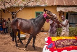 Africa;Benin;Danda;Horses;Kaleidos;Kaleidos-images;La-parole-Ã -limage;Man;Men;Moussa-Atta;Tarek-Charara;Dongola