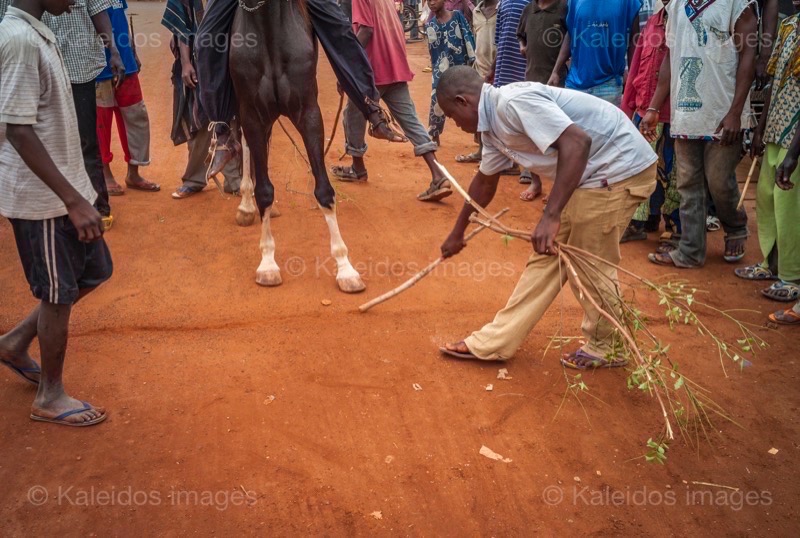 Africa;Benin;Horses;Kaleidos;Kaleidos images;La parole à l'image;Tarek Charara