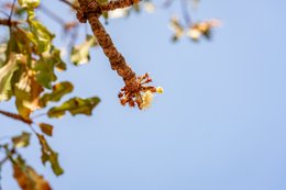 Africa;Agriculture;Benin;Botanical;Butyrospermum-parkii;Documentary-photography;Donga;Dry-season;Flower;Flowering;Inflorescence;Kaleidos;Kaleidos-images;La-parole-à-limage;Natural-resource;Nature;Savanna-tree;Shea-butter;Shea-tree;Stories-Pictures;Sub-Saharan-Africa;Tarek-Charara;Vitellaria-paradoxa;West-Africa;West-African-savanna