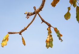 Africa;Agriculture;Benin;Botanical;Butyrospermum-parkii;Documentary-photography;Donga;Dry-season;Flower;Flowering;Inflorescence;Kaleidos;Kaleidos-images;La-parole-à-limage;Natural-resource;Nature;Savanna-tree;Shea-butter;Shea-tree;Stories-Pictures;Sub-Saharan-Africa;Tarek-Charara;Vitellaria-paradoxa;West-Africa;West-African-savanna