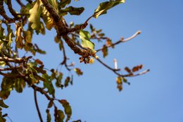 Africa;Agriculture;Benin;Botanical;Butyrospermum-parkii;Documentary-photography;Donga;Dry-season;Flower;Flowering;Inflorescence;Kaleidos;Kaleidos-images;La-parole-à-limage;Natural-resource;Nature;Savanna-tree;Shea-butter;Shea-tree;Stories-Pictures;Sub-Saharan-Africa;Tarek-Charara;Vitellaria-paradoxa;West-Africa;West-African-savanna