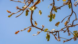 Africa;Agriculture;Benin;Botanical;Butyrospermum-parkii;Documentary-photography;Donga;Dry-season;Flower;Flowering;Inflorescence;Kaleidos;Kaleidos-images;La-parole-à-limage;Natural-resource;Nature;Savanna-tree;Shea-butter;Shea-tree;Stories-Pictures;Sub-Saharan-Africa;Tarek-Charara;Vitellaria-paradoxa;West-Africa;West-African-savanna