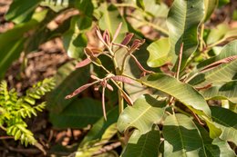 Agroforestry;Benin;Botanical;Butyrospermum-parkii;Documentary-photography;Donga;Kaleidos;Kaleidos-images;La-parole-à-limage;Leaf-flush;Natural-regeneration;Natural-resource;Nature;Savanna-tree;Shea-butter;Shea-tree;Stories-Pictures;Sub-Saharan-Africa;Tarek-Charara;Vitellaria-paradoxa;West-Africa;West-African-savanna;Young-shoot