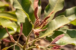Agroforestry;Anthocyanin;Benin;Botanical;Butyrospermum-parkii;Documentary-photography;Donga;Kaleidos;Kaleidos-images;La-parole-à-limage;Leaf-flush;Macro;Natural-resource;Nature;Savanna-tree;Shea-butter;Shea-tree;Stories-Pictures;Sub-Saharan-Africa;Tarek-Charara;Vitellaria-paradoxa;West-Africa;West-African-savanna;Young-shoot