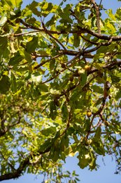 Agroforestry;Benin;Botanical;Butyrospermum-parkii;Documentary-photography;Donga;Foliage;Fruit;Green-fruit;Kaleidos;Kaleidos-images;La-parole-à-limage;Natural-resource;Nature;Savanna-tree;Shea-butter;Shea-tree;Stories-Pictures;Sub-Saharan-Africa;Tarek-Charara;Vitellaria-paradoxa;West-Africa;West-African-savanna;Young-fruit