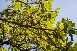 Agroforestry;Benin;Botanical;Butyrospermum-parkii;Documentary-photography;Donga;Foliage;Fruit;Green-fruit;Kaleidos;Kaleidos-images;La-parole-à-limage;Natural-resource;Nature;Savanna-tree;Shea-butter;Shea-tree;Stories-Pictures;Sub-Saharan-Africa;Tarek-Charara;Vitellaria-paradoxa;West-Africa;West-African-savanna;Young-fruit