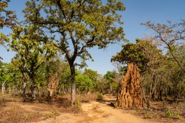 Benin;Botanical;Butyrospermum-parkii;Documentary-photography;Donga;Dry-season;Kaleidos;Kaleidos-images;La-parole-à-limage;Landscape;Laterite-track;Natural-resource;Nature;Savanna-tree;Shea-butter;Shea-tree;Stories-Pictures;Sub-Saharan-Africa;Tarek-Charara;Termite-mound;Vitellaria-paradoxa;West-Africa;West-African-savanna