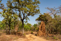 Benin;Botanical;Butyrospermum-parkii;Documentary-photography;Donga;Dry-season;Kaleidos;Kaleidos-images;La-parole-à-limage;Landscape;Laterite-track;Natural-resource;Nature;Savanna-tree;Shea-butter;Shea-tree;Stories-Pictures;Sub-Saharan-Africa;Tarek-Charara;Termite-mound;Vitellaria-paradoxa;West-Africa;West-African-savanna