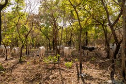 Agroforestry;Benin;Botanical;Butyrospermum-parkii;Climate-change;Documentary-photography;Donga;Dry-season;Kaleidos;Kaleidos-images;La-parole-à-limage;Landscape;Livestock;Natural-resource;Nature;Savanna-tree;Shea-butter;Shea-tree;Stories-Pictures;Sub-Saharan-Africa;Tarek-Charara;Transhumance;Vitellaria-paradoxa;West-Africa;West-African-savanna;Zebu