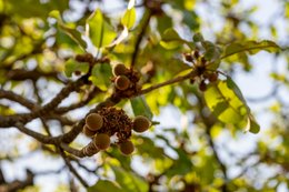 Agroforestry;Benin;Botanical;Butyrospermum-parkii;Cosmetics;Documentary-photography;Donga;Fruit;Fruit-set;Inflorescence;Kaleidos;Kaleidos-images;La-parole-à-limage;Natural-resource;Nature;Savanna-tree;Shea-butter;Shea-tree;Stories-Pictures;Sub-Saharan-Africa;Tarek-Charara;Vitellaria-paradoxa;West-Africa;West-African-savanna;Young-fruit