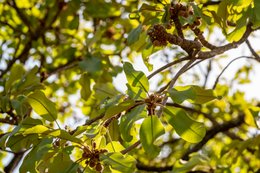 Agroforestry;Benin;Botanical;Butyrospermum-parkii;Cosmetics;Documentary-photography;Donga;Fruit;Fruit-set;Inflorescence;Kaleidos;Kaleidos-images;La-parole-à-limage;Natural-resource;Nature;Savanna-tree;Shea-butter;Shea-tree;Stories-Pictures;Sub-Saharan-Africa;Tarek-Charara;Vitellaria-paradoxa;West-Africa;West-African-savanna;Young-fruit