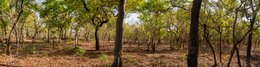 Agroforestry;Agroforestry-parkland;Benin;Botanical;Butyrospermum-parkii;Carbon-sink;Deforestation;Documentary-photography;Donga;Dry-season;Kaleidos;Kaleidos-images;La-parole-à-limage;Landscape;Natural-heritage;Natural-resource;Nature;Panorama;Savanna-tree;Shea-butter;Shea-tree;Stories-Pictures;Sub-Saharan-Africa;Tarek-Charara;Vitellaria-paradoxa;West-Africa;West-African-savanna
