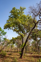 Benin;Botanical;Butyrospermum-parkii;Documentary-photography;Donga;Kaleidos;Kaleidos-images;La-parole-à-limage;Leaf-flush;Natural-resource;Nature;Phenology;Savanna-tree;Shea-butter;Shea-tree;Stories-Pictures;Sub-Saharan-Africa;Tarek-Charara;Trunk;Vitellaria-paradoxa;West-Africa;West-African-savanna