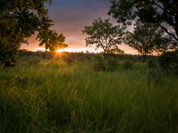 Backlight;Benin;Botanical;Butyrospermum-parkii;Documentary-photography;Donga;Grass;Kaleidos;Kaleidos-images;La-parole-à-limage;Landscape;Light;Natural-resource;Nature;Rainy-season;Savanna-tree;Shea-butter;Shea-tree;Stories-Pictures;Sub-Saharan-Africa;Sunset;Tarek-Charara;Vitellaria-paradoxa;West-Africa;West-African-savanna