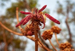 Benin;Botanical;Butyrospermum-parkii;Documentary-photography;Donga;Dry-season;Flower;Inflorescence;Kaleidos;Kaleidos-images;La-parole-à-limage;Leaf-flush;Natural-resource;Nature;Phenology;Red-leaves;Savanna-tree;Shea-butter;Shea-tree;Stories-Pictures;Sub-Saharan-Africa;Tarek-Charara;Vitellaria-paradoxa;West-Africa;West-African-savanna;Young-leaves