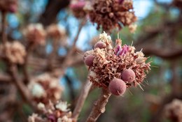 Benin;Bokeh;Botanical;Butyrospermum-parkii;Documentary-photography;Donga;Flower;Flower-bud;Inflorescence;Kaleidos;Kaleidos-images;La-parole-à-limage;Macro;Natural-resource;Nature;Phenology;Savanna-tree;Shea-butter;Shea-tree;Stories-Pictures;Sub-Saharan-Africa;Tarek-Charara;Texture;Vitellaria-paradoxa;West-Africa;West-African-savanna