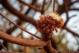 Benin;Bokeh;Botanical;Butyrospermum-parkii;Documentary-photography;Donga;Flowering;Inflorescence;Kaleidos;Kaleidos-images;La-parole-à-limage;Macro;Natural-resource;Nature;Phenology;Savanna;Savanna-tree;Shea-butter;Shea-tree;Stories-Pictures;Sub-Saharan-Africa;Tarek-Charara;Vitellaria-paradoxa;West-Africa;West-African-savanna;White-flower