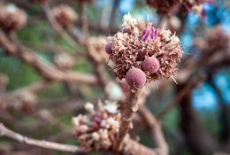 Benin;Bokeh;Botanical;Butyrospermum-parkii;Documentary-photography;Donga;Flower;Flower-bud;Inflorescence;Kaleidos;Kaleidos-images;La-parole-à-limage;Macro;Natural-resource;Nature;Phenology;Savanna-tree;Shea-butter;Shea-tree;Stories-Pictures;Sub-Saharan-Africa;Tarek-Charara;Texture;Vitellaria-paradoxa;West-Africa;West-African-savanna