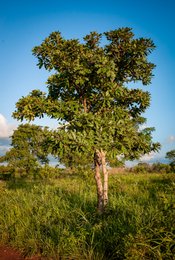 Agroforestry;Benin;Botanical;Butyrospermum-parkii;Documentary-photography;Donga;Grass;Kaleidos;Kaleidos-images;La-parole-à-limage;Landscape;Light;Natural-resource;Nature;Rainy-season;Savanna-tree;Shea-butter;Shea-tree;Stories-Pictures;Sub-Saharan-Africa;Tarek-Charara;Vitellaria-paradoxa;West-Africa;West-African-savanna;Young-tree