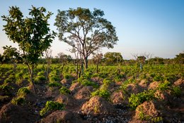 Africa;Agriculture;Agroforestry;Benin;Botanical;Butyrospermum-parkii;Cassava;Documentary-photography;Donga;Field;Food-crop;Kaleidos;Kaleidos-images;La-parole-à-limage;Landscape;Light;Natural-resource;Nature;Savanna-tree;Shea-butter;Shea-tree;Stories-Pictures;Sub-Saharan-Africa;Tarek-Charara;Vitellaria-paradoxa;West-Africa;West-African-savanna;Yam