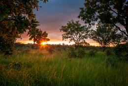 Backlight;Benin;Botanical;Butyrospermum-parkii;Documentary-photography;Donga;Grass;Kaleidos;Kaleidos-images;La-parole-à-limage;Landscape;Light;Natural-resource;Nature;Rainy-season;Savanna-tree;Shea-butter;Shea-tree;Stories-Pictures;Sub-Saharan-Africa;Sunset;Tarek-Charara;Vitellaria-paradoxa;West-Africa;West-African-savanna