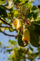 Agriculture;Anacardium-occidentale;Benin;Botanical;Cashew-apple;Cashew-nut;Cashew-tree;Documentary-photography;Export-crop;Farm-economy;Fruit-tree;Kaleidos;Kaleidos-images;La-parole-à-limage;Nature;Smallholder-farmer;Tarek-Charara;Tropical-fruit;Tropical-vegetation;West-Africa