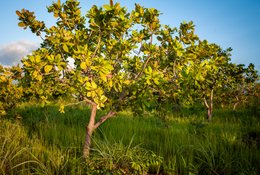 Agroforestry;Anacardium-occidentale;Benin;Botanical;Cashew-nut;Cashew-tree;Documentary-photography;Donga;Export-crop;Grass;Kaleidos;Kaleidos-images;La-parole-à-limage;Landscape;Light;Natural-resource;Nature;Rainy-season;Savanna-tree;Stories-Pictures;Sub-Saharan-Africa;Tarek-Charara;West-Africa;West-African-savanna