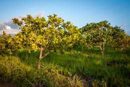 Agroforestry;Anacardium-occidentale;Benin;Botanical;Cashew-nut;Cashew-tree;Documentary-photography;Donga;Export-crop;Grass;Kaleidos;Kaleidos-images;La-parole-à-limage;Landscape;Light;Natural-resource;Nature;Rainy-season;Savanna-tree;Stories-Pictures;Sub-Saharan-Africa;Tarek-Charara;West-Africa;West-African-savanna