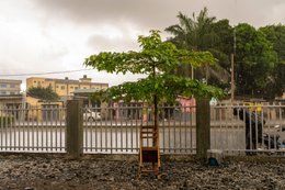 Arbre;-Bénin;-Chaise;-Clôture;-Cotonou;-Gbegamey;-Kaleidos;-Kaleidos-images;-La-parole-à-limage;-Plantation;-Tarek-Charara;-Tuteur;-Végétalisation;-Voie-ferrée