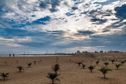 Afrique-de-lOuest;-Bénin;-Ciel-dramatique;-Cocotiers;-Corniche-Est;-Cotonou;-Golfe-du-Bénin;-Jeunes-cocotiers;-Kaleidos;-Kaleidos-images;-La-parole-à-limage;-Littoral;-Nuages;-Palmiers;-Plage;-Port-de-Cotonou;-Replantation;-Sable;-Silhouettes;-Stories-Pictures;-Tarek-Charara