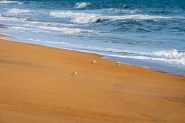 Animal-behaviour;-Beach;-Benin;-Coastline;-Cotonou;-Fidjrossè;-Gulf-of-Guinea;-Kaleidos;-Kaleidos-images;-La-parole-à-limage;-Route-des-Pêches;-Sanderling;-Shorebird;-Stories-Pictures;-Tarek-Charara;-Wader;-West-Africa;-Wet-sand;-Wildlife