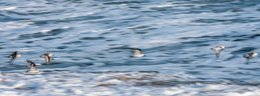 Atlantic-Ocean;-Benin;-Birds-in-flight;-Coastline;-Cotonou;-Fidjrossè;-Gregarious-behaviour;-Gulf-of-Guinea;-Kaleidos;-Kaleidos-images;-La-parole-à-limage;-Motion-blur;-Route-des-Pêches;-Sanderling;-Stories-Pictures;-Swell;-Tarek-Charara;-Wader;-West-Africa