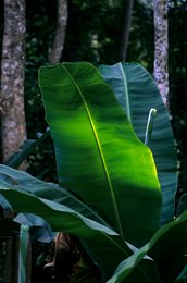 Archipel-des-Comores;-Bananier;-Détail;-Feuille;-Forêt;-France;-Kaleidos;-Kaleidos-images;-La-parole-à-limage;-Laurent-Abad;-Lumière;-Mayotte;-Nature;-Océan-Indien;-Stories-Pictures;-Végétation