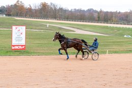 Cheval,-Chevaux,-Domaine-de-Grosbois,-Drivers,-Grosbois,-Kaleidos,-Kaleidos-images,-La-parole-à-limage,-Marolles-en-Brie,-Stories-Pictures,-Sulky,-Tarek-Charara,Trot,-Trotteurs,-Toni-Ripoll