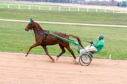 Cheval,-Chevaux,-Domaine-de-Grosbois,-Drivers,-Grosbois,-Kaleidos,-Kaleidos-images,-La-parole-à-limage,-Marolles-en-Brie,-Stories-Pictures,-Sulky,-Tarek-Charara,Trot,-Trotteurs,-Toni-Ripoll