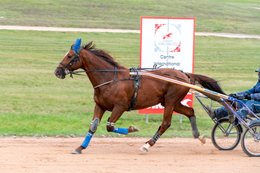 Cheval,-Chevaux,-Domaine-de-Grosbois,-Drivers,-Grosbois,-Kaleidos,-Kaleidos-images,-La-parole-à-limage,-Marolles-en-Brie,-Stories-Pictures,-Sulky,-Tarek-Charara,Trot,-Trotteurs,-Toni-Ripoll