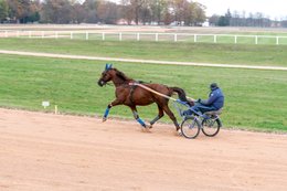 Cheval,-Chevaux,-Domaine-de-Grosbois,-Drivers,-Grosbois,-Kaleidos,-Kaleidos-images,-La-parole-à-limage,-Marolles-en-Brie,-Stories-Pictures,-Sulky,-Tarek-Charara,Trot,-Trotteurs,-Toni-Ripoll